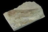 Fossil Conulariid (Conularia) - Crawfordsville, Indiana #142487-2